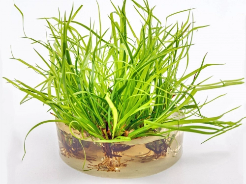 Kriechende Binse - Juncus repens in vitro